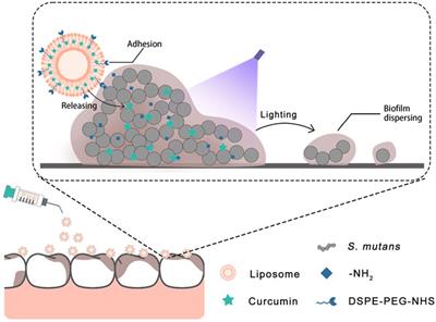 Functional liposome loaded curcumin for the treatment of Streptococcus mutans biofilm